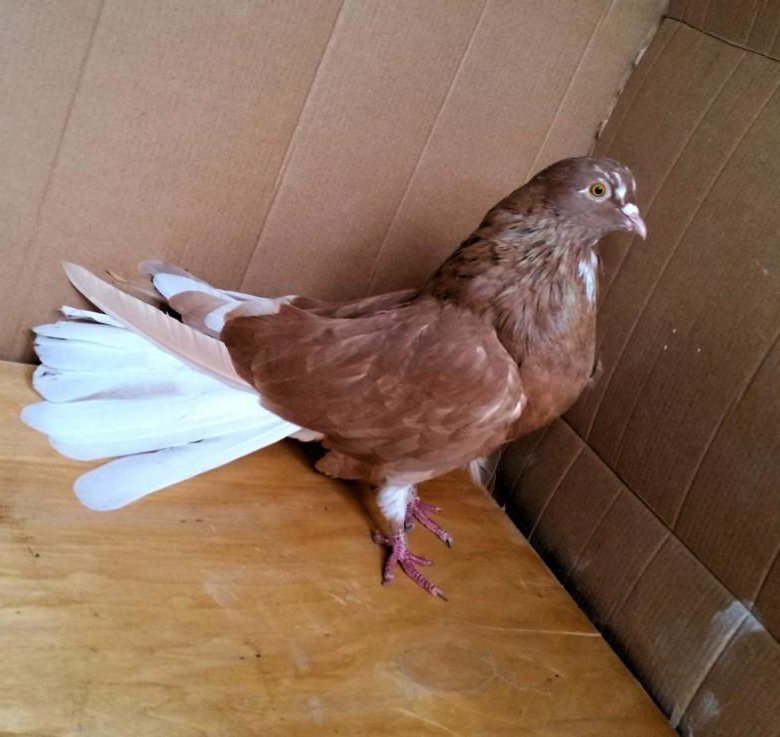 Свежие объявления авито голуби. Голуби спортивные чехи. Голуби авито оренбург. Голуби бабочки. Голуби тольятти.