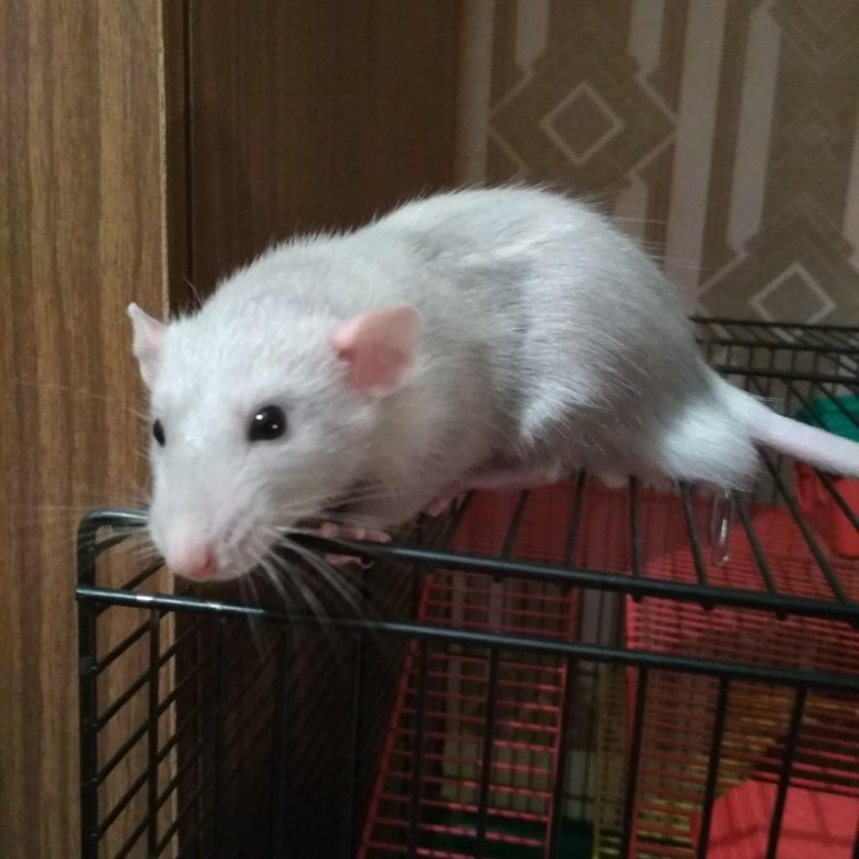 Где Купить Крысу В Челябинске