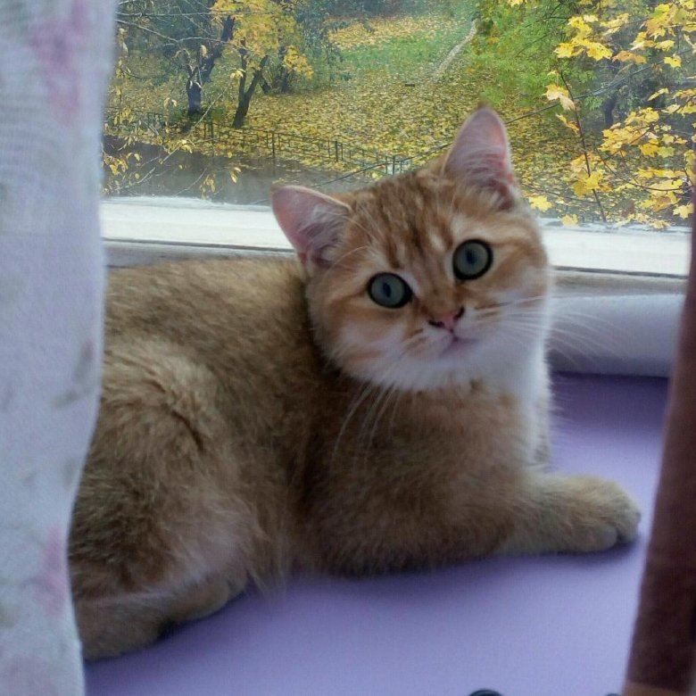 Шотландская Золотая Кошка Фото