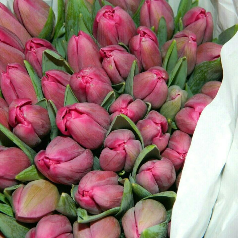 Тюльпаны оптом владивосток. Тюльпаны оптом купить Бишкек.