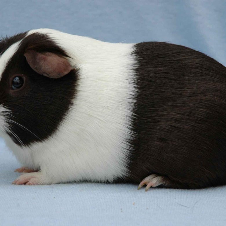 Pin en wann guinea pig Need guinea pig