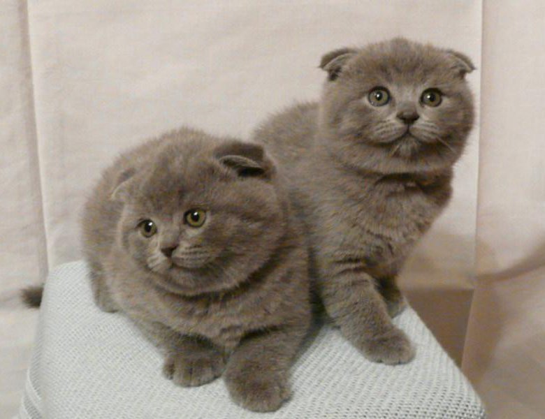Шотландский вислоухий кот цена