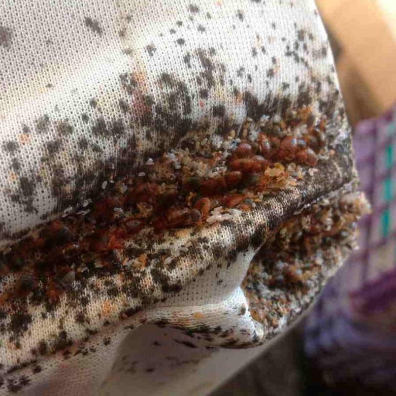 Клоб это. Клоб это. Постельный клоп (cimex lectularius). Клоб это. Паразит постельный клоп.