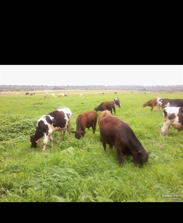 крупный домашний скот. приму крс. телки коровы. теленок фото. приму крс.