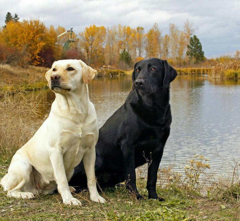 щенкам лабрадора 1 месяц Щенки лабрадора, Щенки, Лабрадор-ретривер
