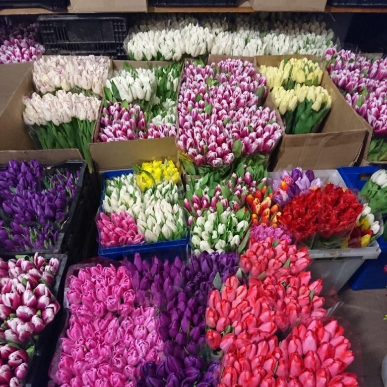 Купить тюльпаны 30 рублей. Оптовые тюльпаны. Цветочная база тюльпан. Оптовые цветочные базы тюльпаны. Продажа тюльпанов.
