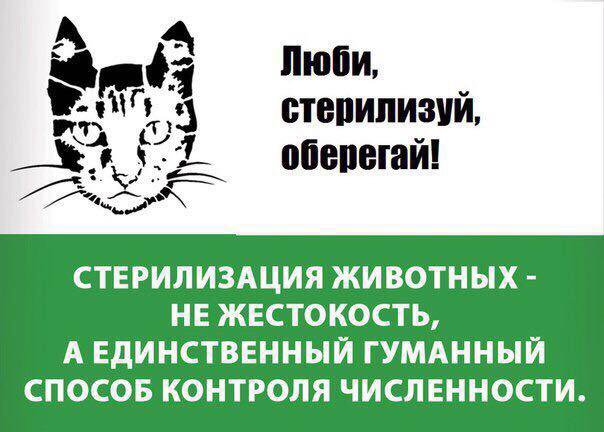 Стерилизация это кошки