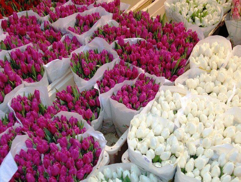Купить тюльпаны в томске