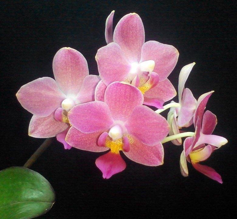 Орхидея рауль фото и описание сорта