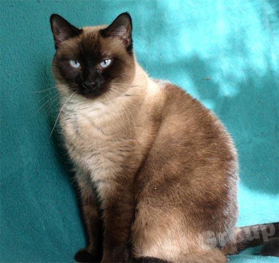 Сиамские кошки сколько живут
