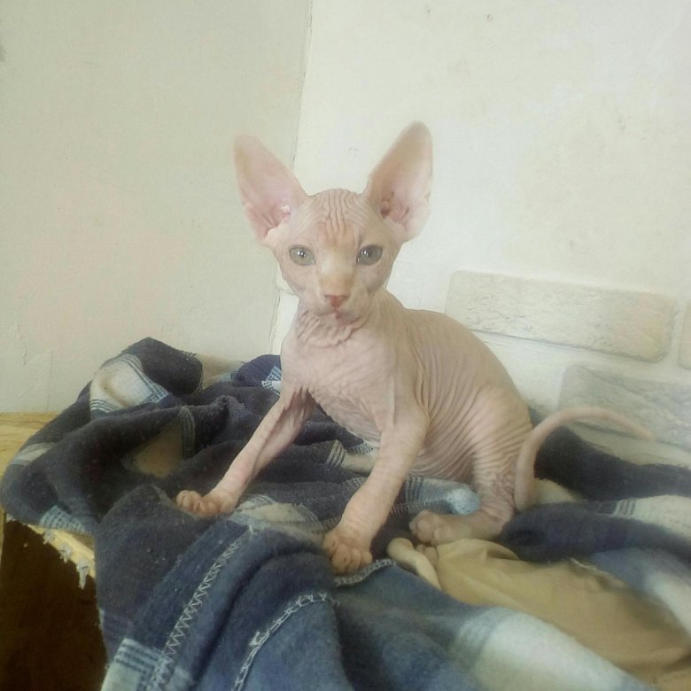 донской сфинкс. леопардовый донской сфинкс. донской сфинкс. Agat plakriks канадский сфинкс. авито орел сфинксы.