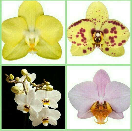 Купить орхидею в сочи. Орхидея в магазине. Орхидея Сочи. Дерево Орхидея Сочи. Авито Орхидея Сочи.