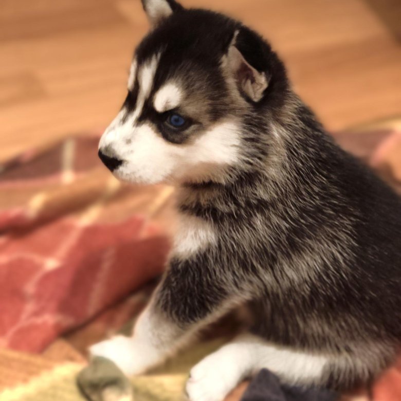 Щенки сибирской хаски 2 месяца. Щенки хаски 1. Сибирский хаски щенки. Щенок хаски 3 мес. Сибирский хаски 2 месяца.