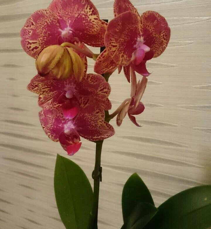 Фаленопсис (Phalaenopsis LD Sun Dragon ‘Snake Scale’) Тайвань — купить в интернет-магазине Ангелок