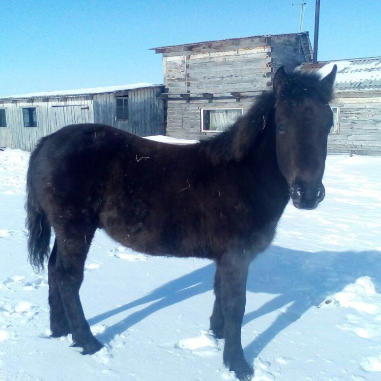 Продажа лошадей омск области. Продаются лошади. Жеребенок 7 месяцев. Лошади в Новосибирской области. Омская область лошади.