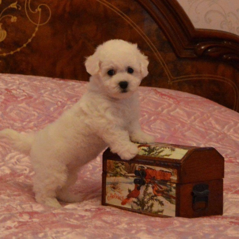 порода собак бишон фризе. бишон фризе. добрый бишон фризе. щенки бишон фризе малыши. фризе питомник.