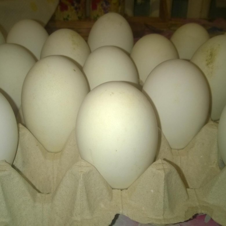 Купить инкубационное яйцо в курской области. Гусыня и гусиное яйцо.