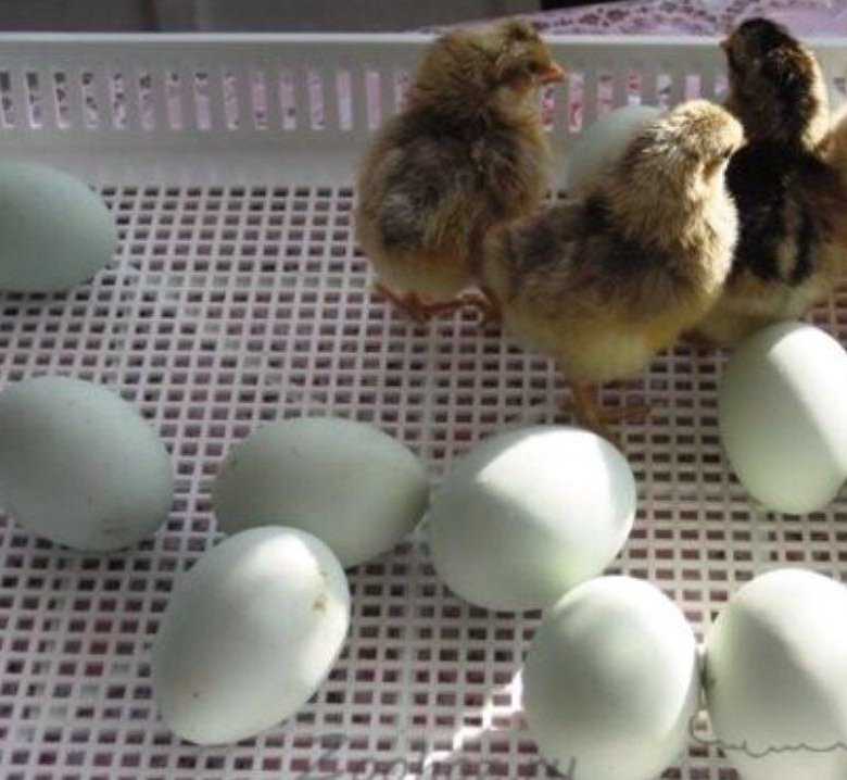 Фото цыплят доминантов с цветным яйцом