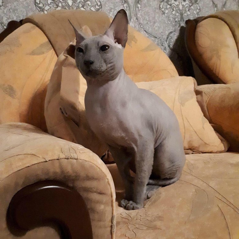 авито пермь сфинкс