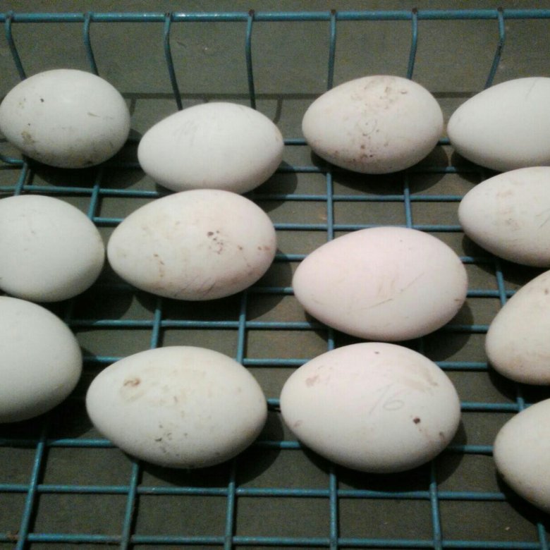Гусиные яйца. Гусиные яйца фото. Яйца гуся. Гусиные яйца резьба. Где купить гусиные яйца