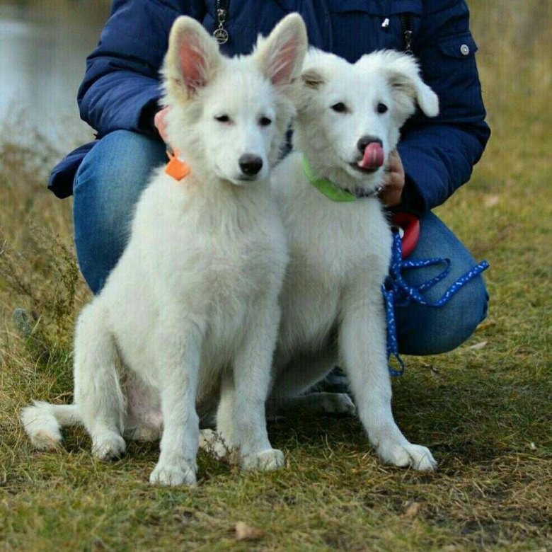 Щенок белой швейцарской овчарки – купить в Красноярске, бесплатно, продано  22 марта 2018 – Собаки