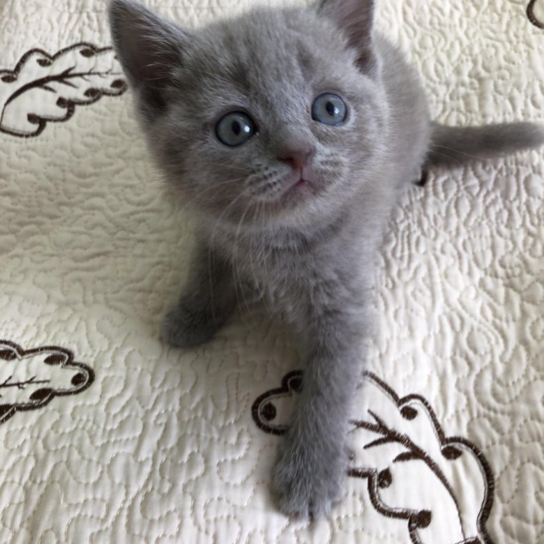 Авито Балаково Купить Котенка С Фото