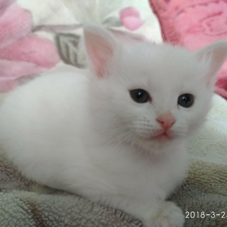 Купить Котенка В Саратове С Фото Авито