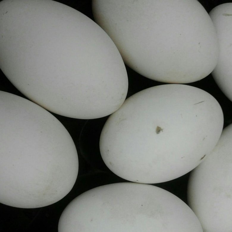 Гусиные яйца. Гусиные яйца купить. Авито Зарайск купить яйцо гусиное инкубационное. Купить гусиное яйцо на авито