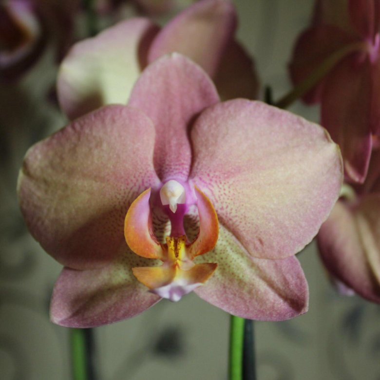 Купить редкую комнатную орхидею Фаленопсис Легато (Legato) с доставкой по Украине.