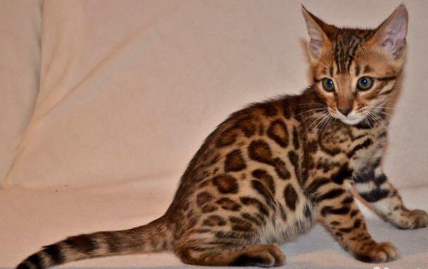 Кот бенгальский купить