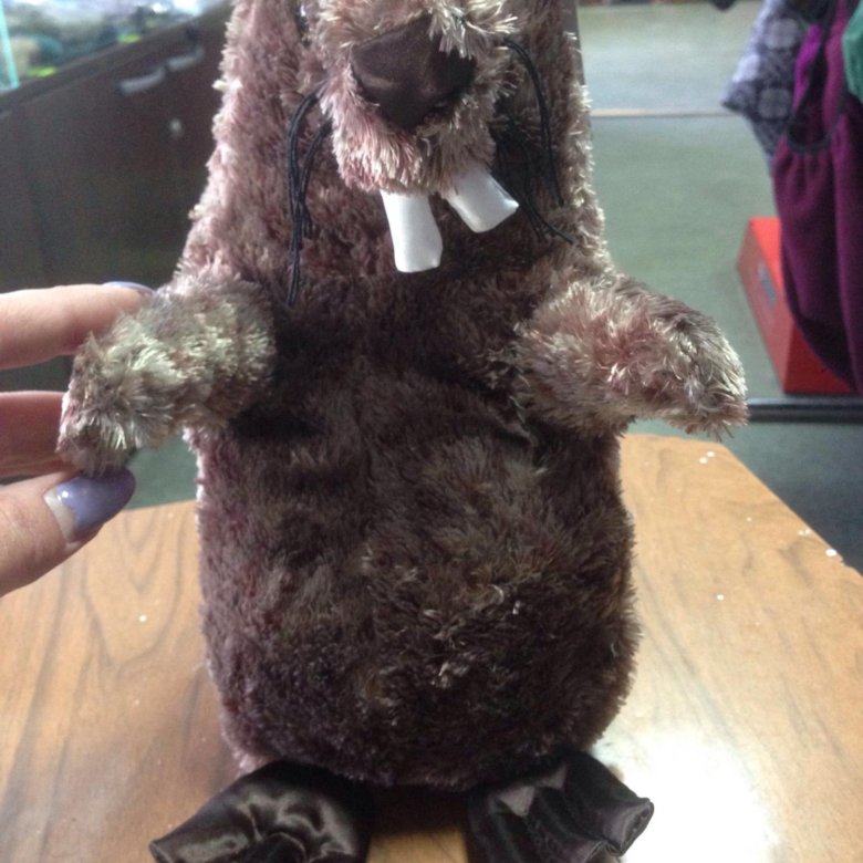 собака бобра. собака бобра. бобры на реке. игрушка бобер. отлов краснокнижных животных.