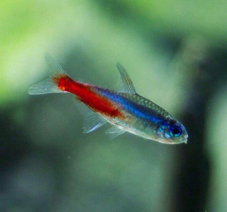 Неон черный рыбка аквариумная. 30 неонов. 30 неонов. Неон красный (paracheirodon axelrodi). 30 неонов.