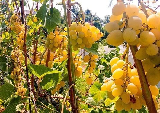 Саженцы элитного винограда – купить в Сочи, цена 250 руб., дата ...