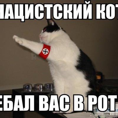 Мем с котом ебать