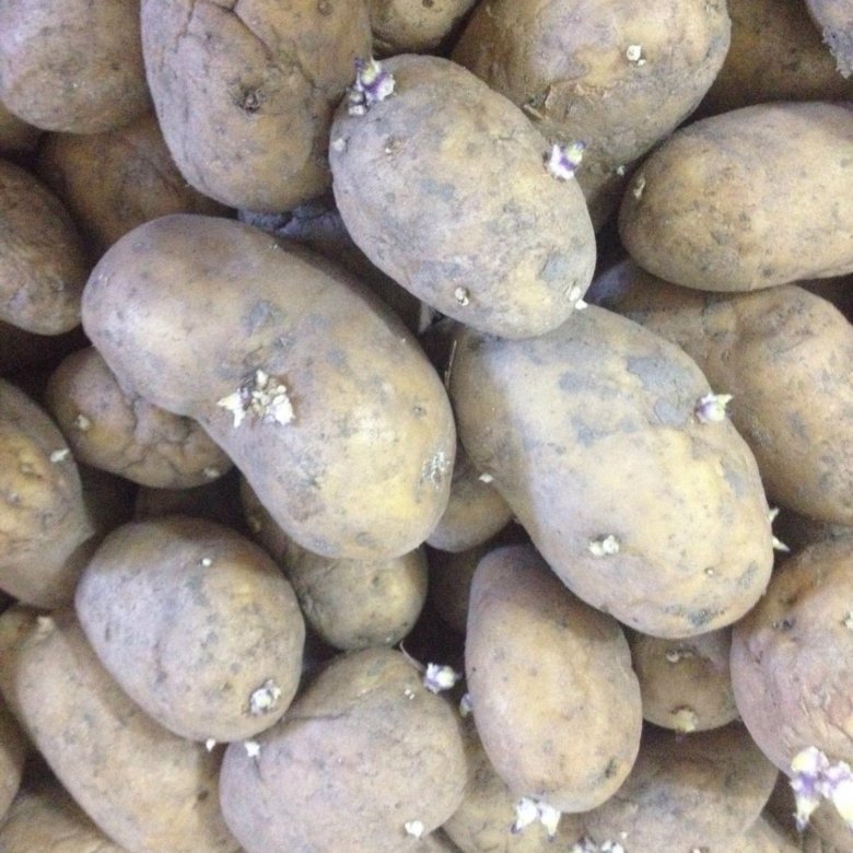 Семена картофеля. Картофель Амур. Картофель семенной средний Северное сияние. Картошка Натали. Купить семенной картофель в краснодарском крае