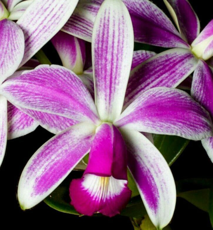 Cattleya violacea Semi Alba