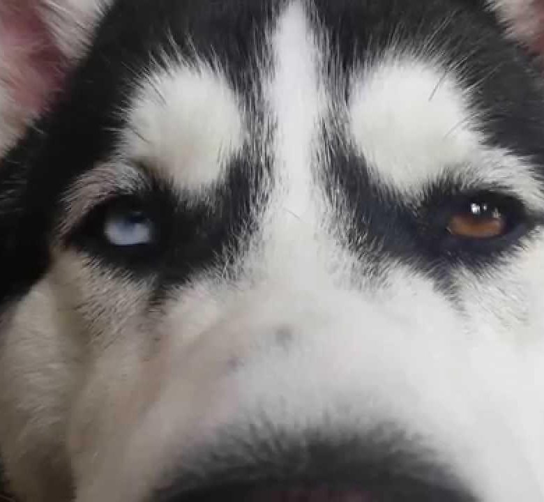 Страшные видео про хаски. Собаки не боящиеся мороза. Хосок боится. Сибирский хаски. Хаски боятся.