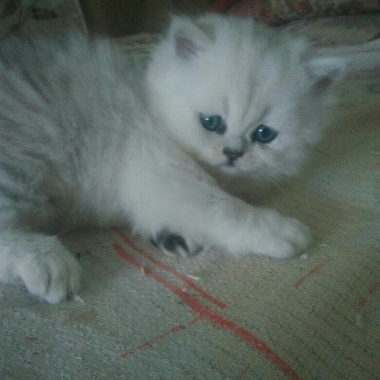 Авито Балаково Купить Котенка С Фото