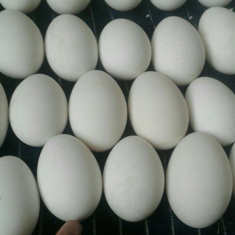 Купить яйцо хайбрид. Яйцо гусиное инкубационное. Яйцо утиное инкубационное. Инкубационное яйцо холмогорских гусей.