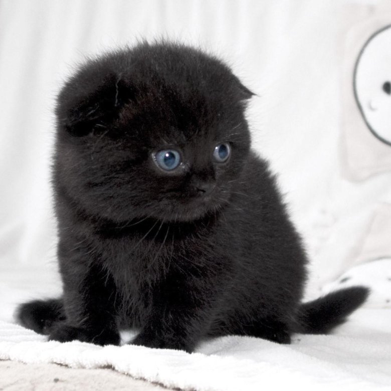 Черная вислоухая кошка