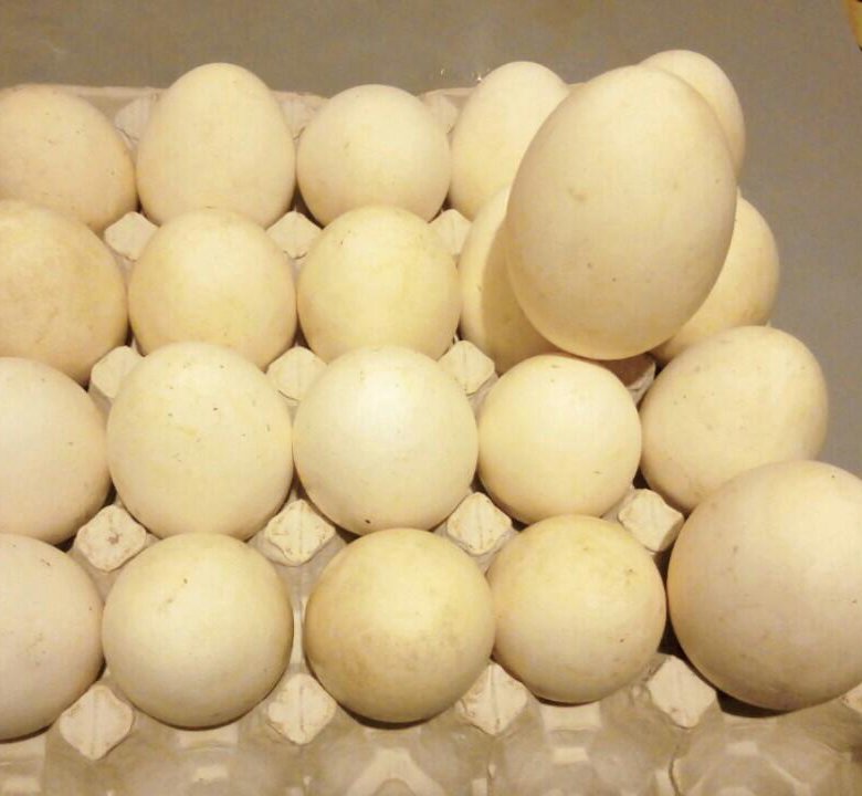 Гусиные яйца едят. Гусиные яйца. Гусиные яйца 50 штук. Как выглядит гусиное яйцо. Размер гусиного яйца.