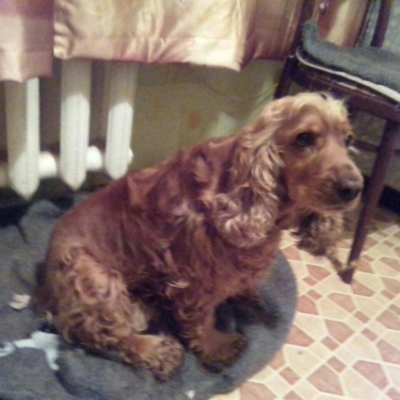 спаниель в хорошие руки. кокер спаниель в добрые руки. спаниель джинджер. кокер-спаниель. английский кокер спаниель даром.