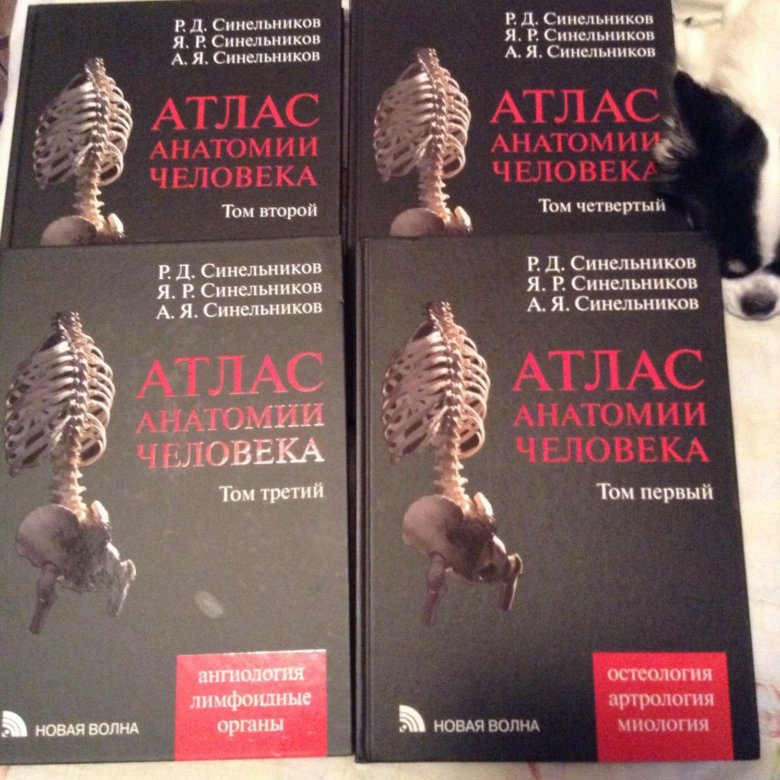 Атлас синельникова анатомия 2 том. Синельников атлас анатомии 1 том. Атлас анатомии человека Синельников том 4. Атлас анатомии человека. Синельников . Тома 1-3. Атлас анатомии человека Синельников 2 том.