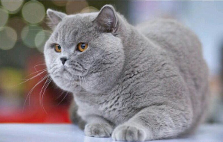 Сколько живут британцы кошки