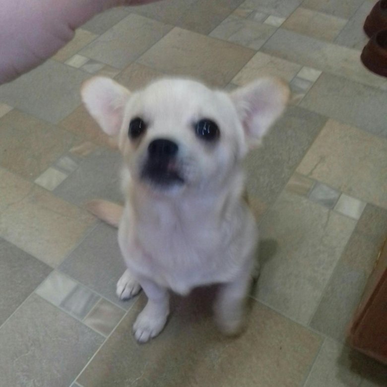 Щенок 6 месяцев чихуа. Чихуахуа 6 месяцев. Щенок 6 месяцев чихуа. Собачка чихуахуа 6 месяцев. Чихуахуа в 6 месяцев.