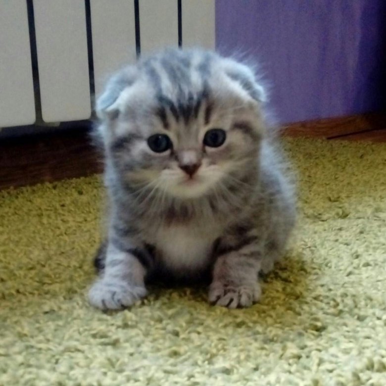 Авито Саранск Котята Шотландские Вислоухие Фото Продажа