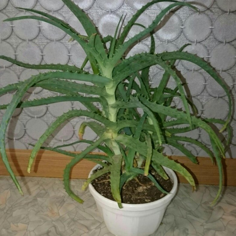 5 алоэ. алоэ барбаденсис. алоэ марлота лечебный?. алоэ широколистный. алоэ аравийская.