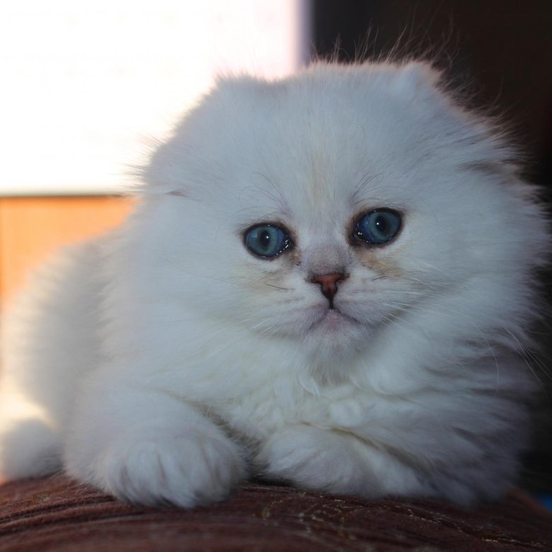 Скуфолд это. Котята хайленд фолд на продажу.