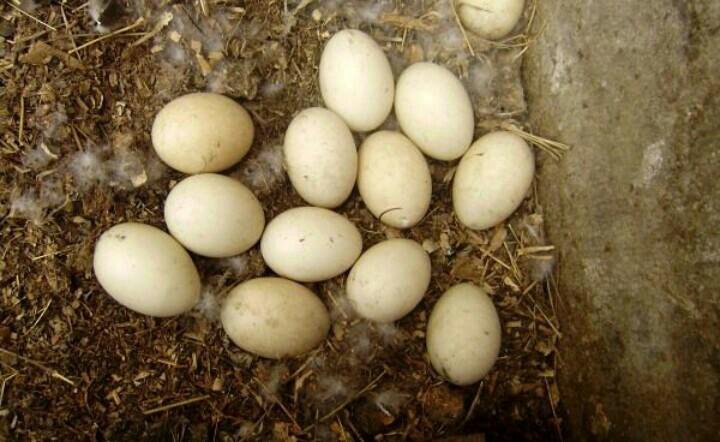 Индоутка когда начинает яйца. Инкубационное яйцо индоутки. Яйцо мускусной утки. Индоутка яйца. Яйца мускусных уток.