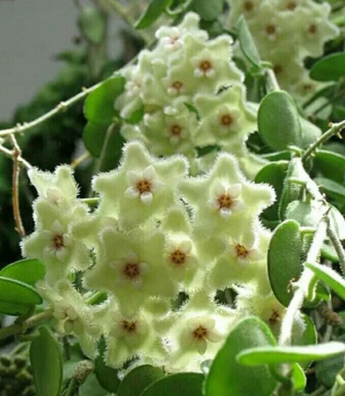 Хойя Серпенс Hoya Serpens